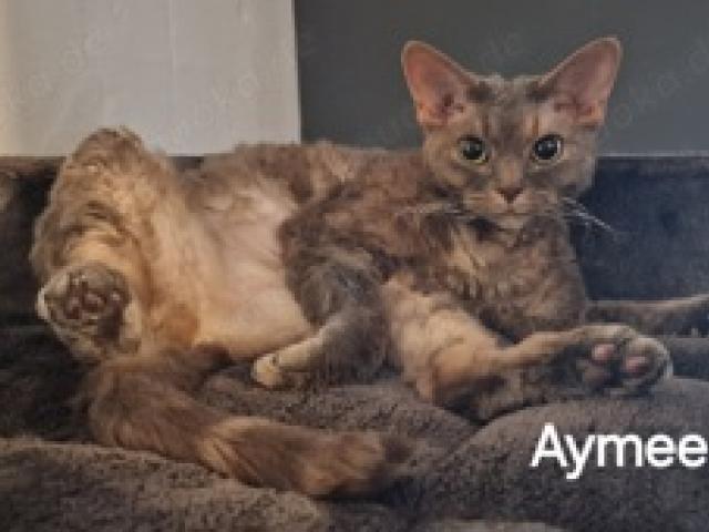 Liebevolle (Einzel Prinzessin) Devon Rex Dame sucht neues liebevolles Zuhause - 1